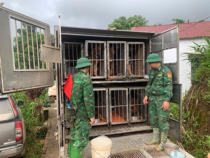 Lũ quét Làng Nủ: Bộ đội Biên phòng đưa đội chó nghiệp vụ tham gia tìm kiếm nạn nhân mất tích